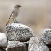 Pleszka kaukaska, White-winged Redstart, Phoenicurus erythrogastrus, 04.2025, Pakistan (4)