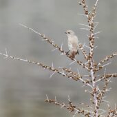 Pleszka kaukaska, White-winged Redstart, Phoenicurus erythrogastrus, 04.2025, Pakistan (5)