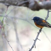Pleszka modra, Blue-fronted Redstart, Phoenicurus frontalis, 04.2025, Pakistan (1)