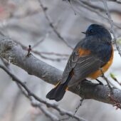 Pleszka modra, Blue-fronted Redstart, Phoenicurus frontalis, 04.2025, Pakistan (2)