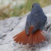 Pleszka śniada, Plumbeous Redstart, Phoenicurus fuliginosus, 04.2025, Pakistan (2)