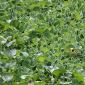 Pliszka cytrynowa, Citrine Wagtail, Motacilla citreola, 04.2025, Pakistan