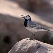 Pliszka siwa, White Wagtail, Motacilla alba, 04.2025, Pakistan