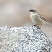 Płochacz płowy, Brown Accentor, Prunella fulvescens, 04.2025, Pakistan (1)