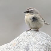Płochacz płowy, Brown Accentor, Prunella fulvescens, 04.2025, Pakistan (3)
