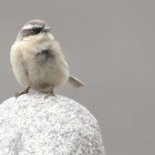 Płochacz płowy, Brown Accentor, Prunella fulvescens, 04.2025, Pakistan (4)