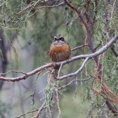 Płochacz rdzawobrewy, Rufous-breasted Accentor, Prunella strophiata, 04.2025, Pakistan (3)