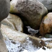 Pluszcz ciemny, Brown Dipper, Cinclus pallasii, 04.2025, Pakistan (3)