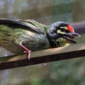 Pstrogłów żółtogardły, Coppersmith Barbet, Psilopogon haemacephalus, 04.2025, Pakistan (2)