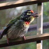 Pstrogłów żółtogardły, Coppersmith Barbet, Psilopogon haemacephalus, 04.2025, Pakistan (3)