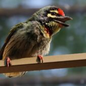 Pstrogłów żółtogardły, Coppersmith Barbet, Psilopogon haemacephalus, 04.2025, Pakistan (4)