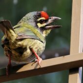 Pstrogłów żółtogardły, Coppersmith Barbet, Psilopogon haemacephalus, 04.2025, Pakistan (5)