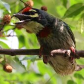 Pstrogłów żółtogardły, Coppersmith Barbet, Psilopogon haemacephalus, 04.2025, Pakistan (7)