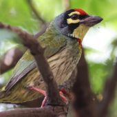Pstrogłów żółtogardły, Coppersmith Barbet, Psilopogon haemacephalus, 04.2025, Pakistan (8)