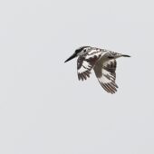 Rybaczek srokaty, Pied Kingfisher, Ceryle rudis, 04.2025, Pakistan (1)