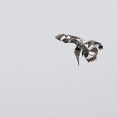 Rybaczek srokaty, Pied Kingfisher, Ceryle rudis, 04.2025, Pakistan (4)