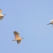 Ślepowron, Black-crowned Night Heron, Nycticorax nycticorax i Czapla nadobna, Little Egret, Egretta garzetta, 04.2025, Pakistan