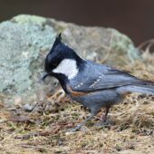Sosnówka, Coal Tit, Periparus ater melanolophus,  04.2025, Pakistan (1)