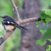 Sroczek zmienny, Oriental Magpie-Robin, Copsychus saularis, 04.2025, Pakistan