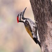 Sułtanik żółtogrzbiety, Black-rumped Flameback, Dinopium benghalense, 04.2025, Pakistan (2)