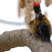 Sułtanik żółtogrzbiety, Black-rumped Flameback, Dinopium benghalense, 04.2025, Pakistan (4)