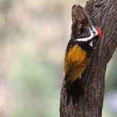 Sułtanik żółtogrzbiety, Black-rumped Flameback, Dinopium benghalense, 04.2025, Pakistan (5)