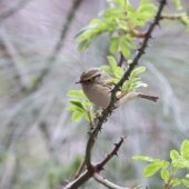 Świstunka nepalska, Lemon-rumped Warbler, Phylloscopus chloronotus, 04.2025, Pakistan
