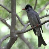 Szczeciak granatowy, Black Bulbul, Hypsipetes leucocephalus, 04.2025, Pakistan (1)