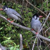 Szczeciak granatowy, Black Bulbul, Hypsipetes leucocephalus, 04.2025, Pakistan (2)