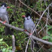 Szczeciak granatowy, Black Bulbul, Hypsipetes leucocephalus, 04.2025, Pakistan (3)