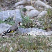Szczygieł szarogłowy, Grey-crowned Goldfinch, Carduelis caniceps, 04.2025, Pakistan