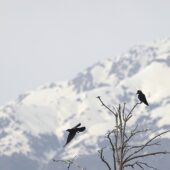 Wrona wielkodzioba, Large-billed Crow, Corvus macrorhynchos, 04.2025, Pakistan (2)