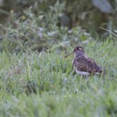 Złotosłonka bengalska, Greater Painted-Snipe, Rostratula benghalensis, 04.2025, Pakistan (2)