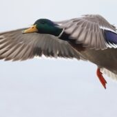 Krzyżówka, Mallard, Anas platyrhynchos, Dąbrowa Górnicza, SLK, 21.01.2025 (Polska, Poland)