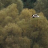 Rybitwa wielkodzioba, Caspian Tern, Hydroprogne caspia, Przeczyce, SLK, 06.09.2025 (Polska, Poland) (3)