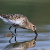 Biegus zmienny, Dunlin, Calidris alpina, Przeczyce, SLK, 05.09.2025 (Polska, Poland) (3)