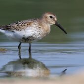 Biegus zmienny, Dunlin, Calidris alpina, Przeczyce, SLK, 05.09.2025 (Polska, Poland) (4)