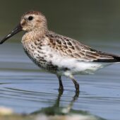 Biegus zmienny, Dunlin, Calidris alpina, Przeczyce, SLK, 05.09.2025 (Polska, Poland) (7)