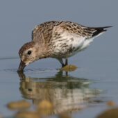 Biegus zmienny, Dunlin, Calidris alpina, Przeczyce, SLK, 05.09.2025 (Polska, Poland) (5)