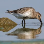 Biegus zmienny, Dunlin, Calidris alpina, Przeczyce, SLK, 05.09.2025 (Polska, Poland) (1)