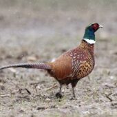 Bażant, Pheasant, Phasianus colchicus, Gołuchowice, SLK, 01.03.2025 (Polska, Poland)