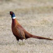 Bażant, Pheasant, Phasianus colchicus, Gołuchowice, SLK, 07.03.2025 (Polska, Poland)