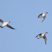 Bielaczek, Smew, Mergellus albellus, Przeczyce, SLK, 20.02.2025 (Polska, Poland) (1)