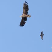 Bielik, White-tailed Eagle, Haliaeetus albicilla, Przeczyce, SLK, 03.10.2025 (Polska, Poland) (2)