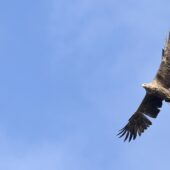 Bielik, White-tailed Eagle, Haliaeetus albicilla, Przeczyce, SLK, 03.10.2025 (Polska, Poland) (4)