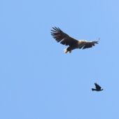 Bielik, White-tailed Eagle, Haliaeetus albicilla, Przeczyce, SLK, 03.10.2025 (Polska, Poland) (5)