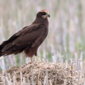 Błotniak stawowy, Marsh Harrier, Circus aeruginosus, Woźniki, SLK, 23.08.2025 (Polska, Poland) (3)