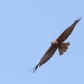 Błotniak stawowy, Marsh Harrier, Circus aeruginosus, Gołuchowice, SLK, 05.08.2025 (Polska, Poland)