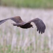 Błotniak stawowy, Marsh Harrier, Circus aeruginosus, Woźniki, SLK, 23.08.2025 (Polska, Poland) (5)
