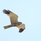Błotniak stawowy, Marsh Harrier, Circus aeruginosus, Gołuchowice, SLK, 24.06.2025 (Polska, Poland)